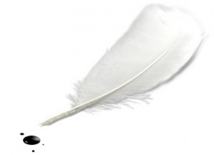 Une plume blanche