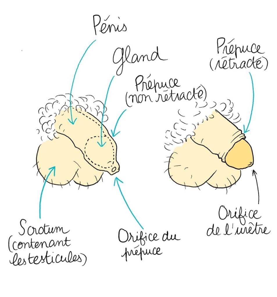 Schéma des organes sexuels masculins externes issus d'une collaboration entre Auzou et Droit au Corps, dessins de Cathy Karsenty