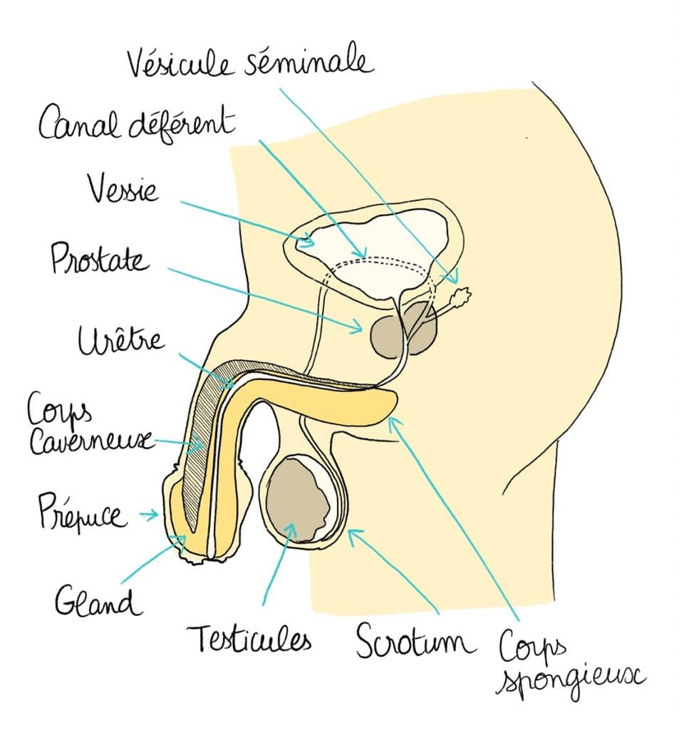 Schéma des organes sexuels masculins internes issus d'une collaboration entre Auzou et Droit au Corps, dessins de Cathy Karsenty